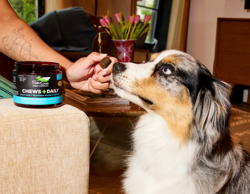 <h2>Great for arthritis relief on my senior dog!</h2>